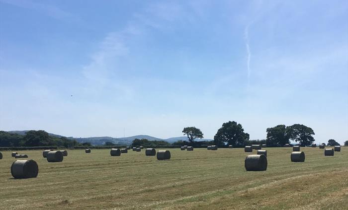 field of hay bales